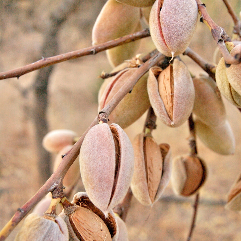 Organic Sweet Almond Oil